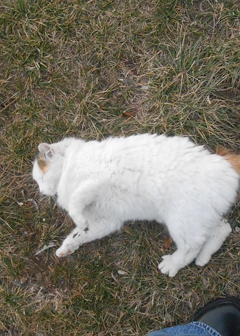 Nikon Coolpix s4200 Dijital Kamera - Görsel 9