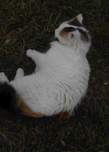 Nikon Coolpix s4200 Dijital Kamera - Görsel 7