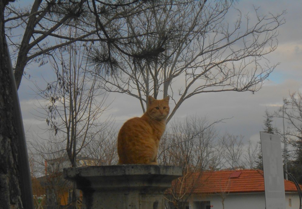 Nikon Coolpix s4200 Dijital Kamera - Görsel 3