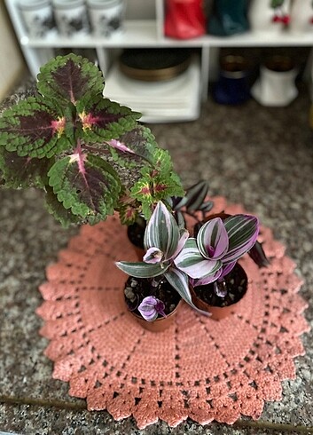 Yesil yapraklı çicek