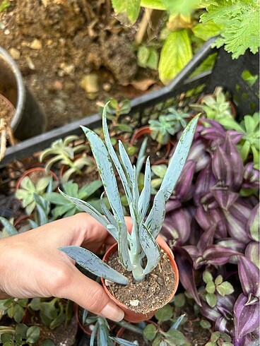 Curio Repens