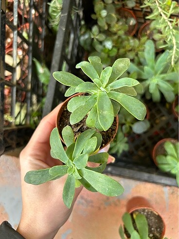 Sedum Palmeri