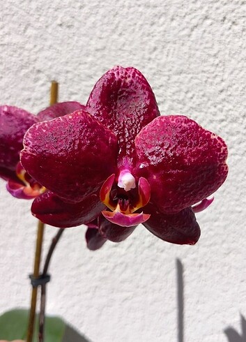 İthal Tayvan orkidesi