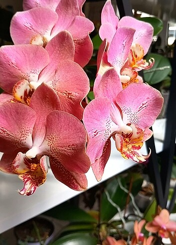 İthal Hollanda orkidesi LECO FANTASTİC 