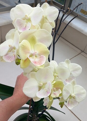 İthal Hollanda Phal orkide