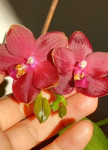 İthal Asyali Tayvan orkidesi PETER