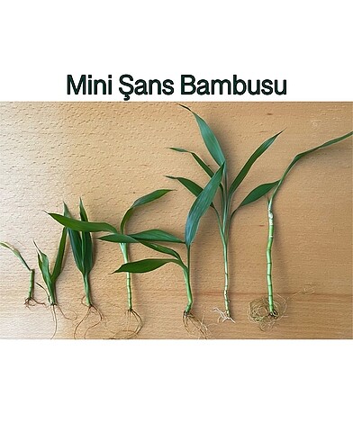 7 Adet Mini Şans Bambusu