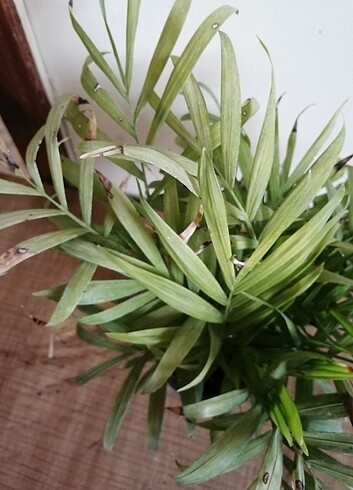 Dağ palmiyesi (chamaedorea elegans) 