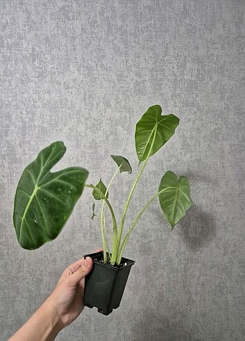Diğer Alocasia Freydek 