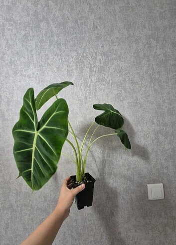  Beden Alocasia Freydek 