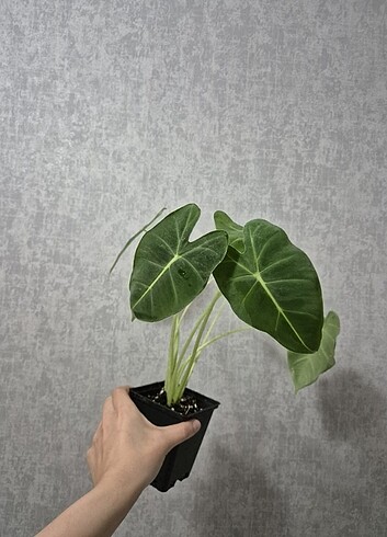 Diğer Alocasia Freydek 