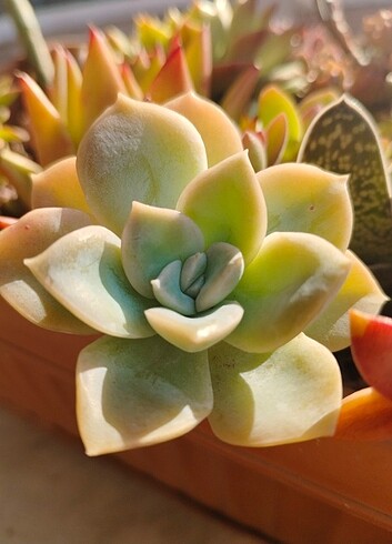 Echeveria hary vatson