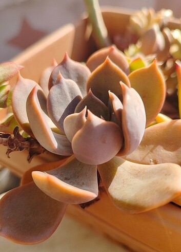 Echeveria marrom