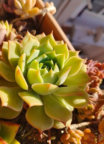 Echeveria sanchez majedore