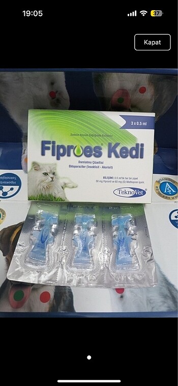 1 kutu kedi dış parazit