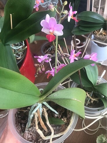  Beden Orkide