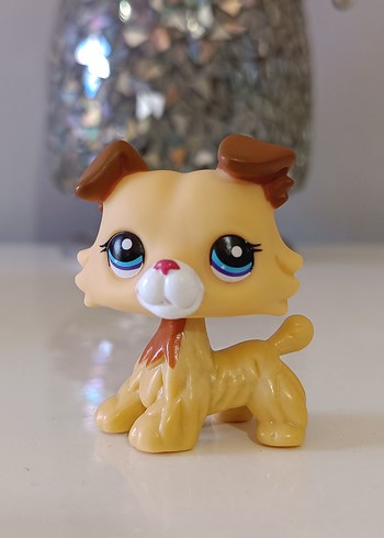köpek Miniş