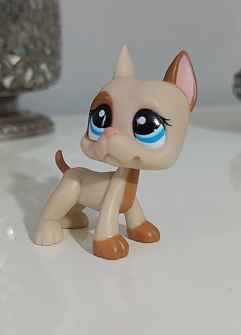 Beden Renk köpek Miniş