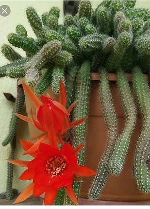 cicek kaktus