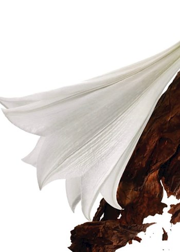 Yves Saint Laurent Mon Paris EDP 90 ML (Ön Sipariş) - Görsel 3