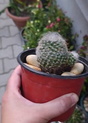 kaktüs