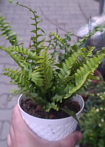 Çiçek kaktüs
