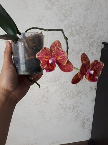 phal I-Hsin Claire (pelorik)