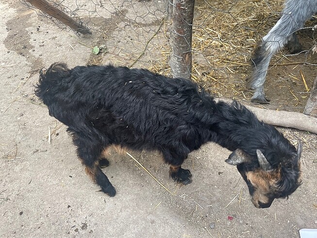 Satılık erkek oğlak 2 adet