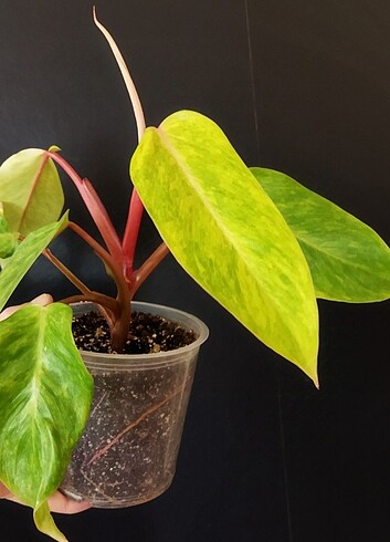 Pierre Cardin Philodendron Painted Lady
