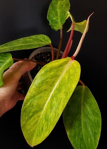 Beden Philodendron Painted Lady