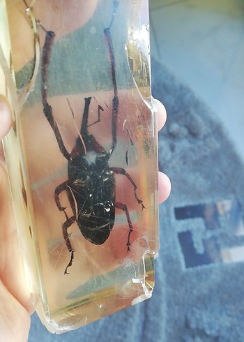 Deney ve koleksiyon için - Görsel 5