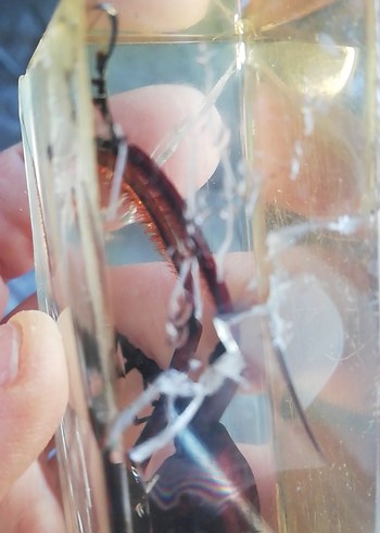 Deney ve koleksiyon için - Görsel 3