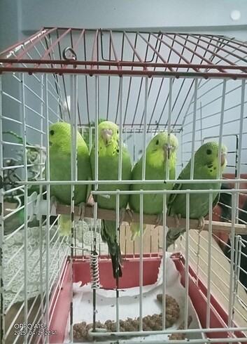 Beden Muhabbet kuşu 1 aylık erkek ve dişi vardır