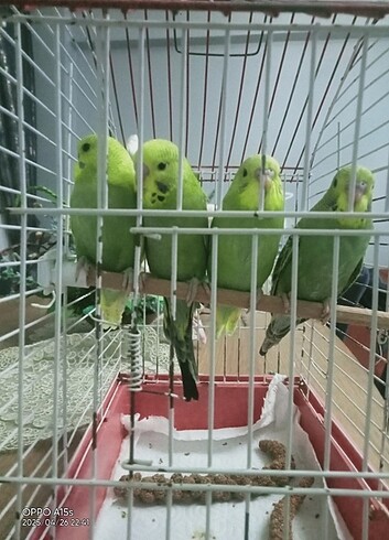 Beden Renk Muhabbet kuşu 1 aylık erkek ve dişi vardır