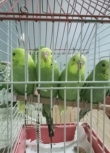 1 aylık erkek ve dişi vardır muhabbet kuşları 