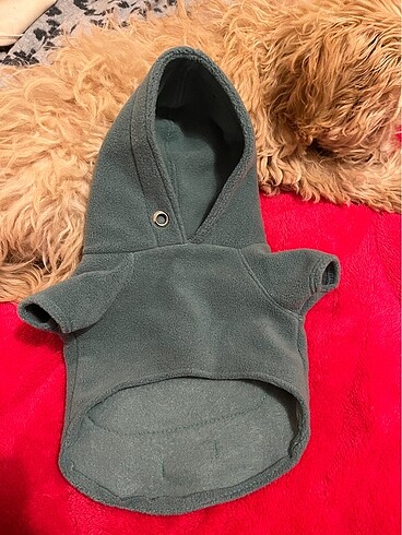 Köpek kıyafeti