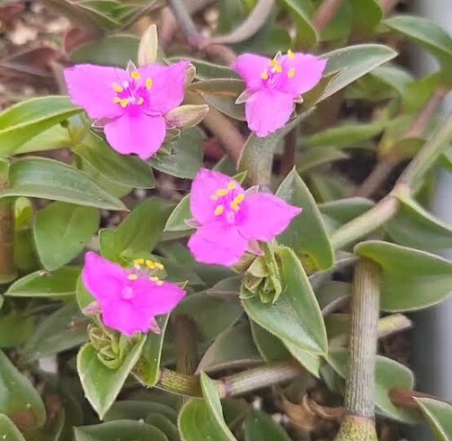 Sukulent tradescantia navicularis chain