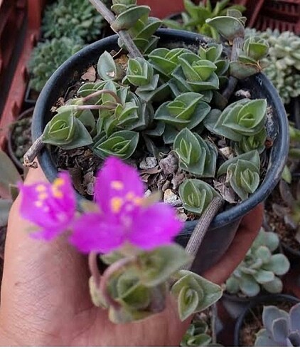 Diğer Sukulent tradescantia navicularis chain