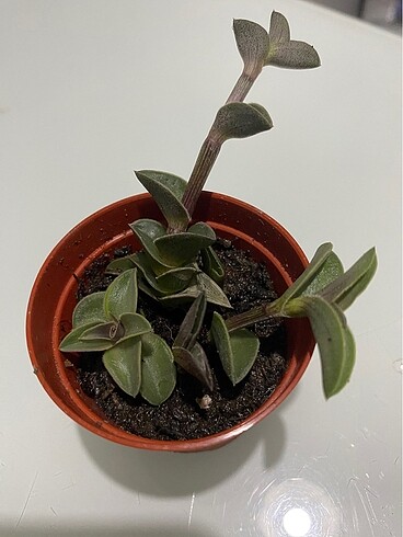 Beden Sukulent tradescantia navicularis chain