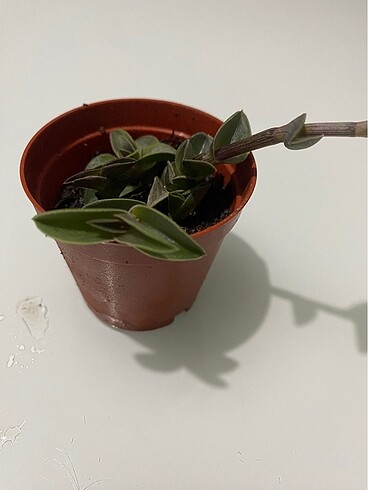 Beden yeşil Renk Sukulent tradescantia navicularis chain