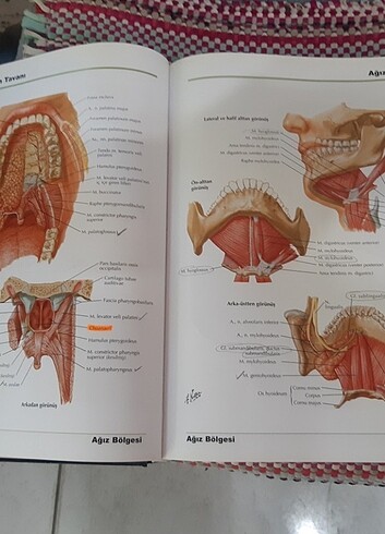 Imsan anatomisi Atlası