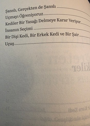 Martıya Uçmayı Öğreten Kedi - Görsel 5