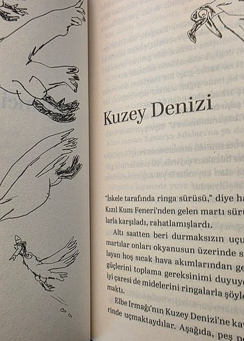 Martıya Uçmayı Öğreten Kedi - Görsel 6