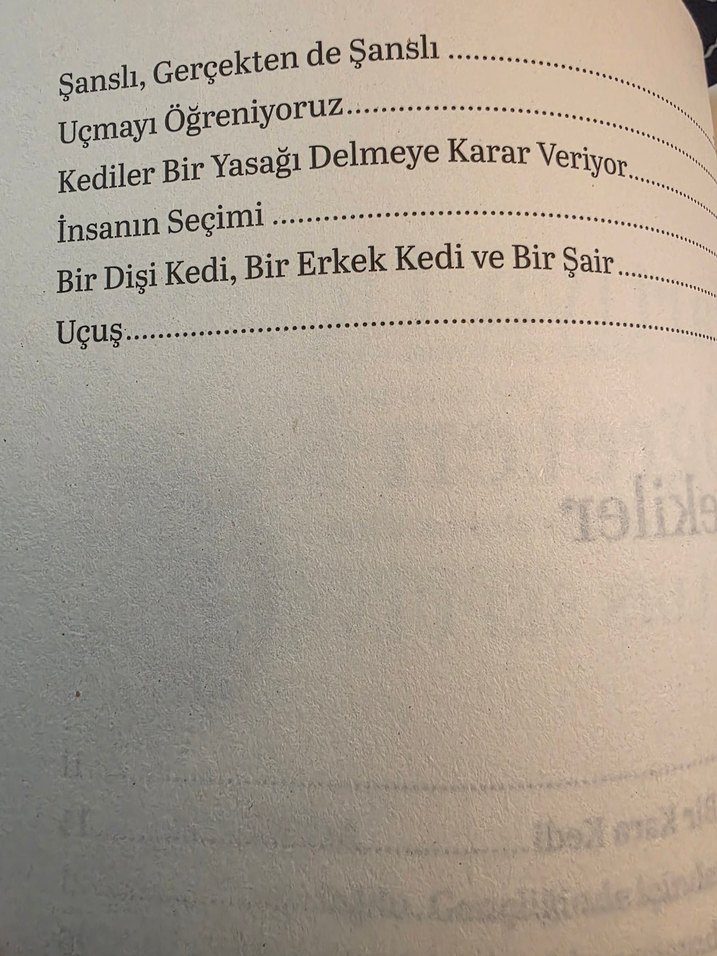 Martıya Uçmayı Öğreten Kedi - Görsel 5