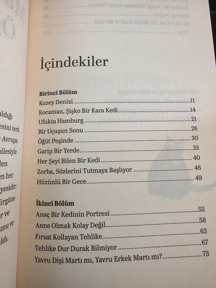 Martıya Uçmayı Öğreten Kedi - Görsel 4