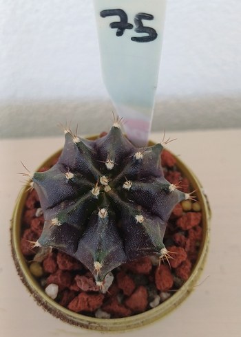  Beden kahverengi Renk Kaktüs gymnocalycium no75