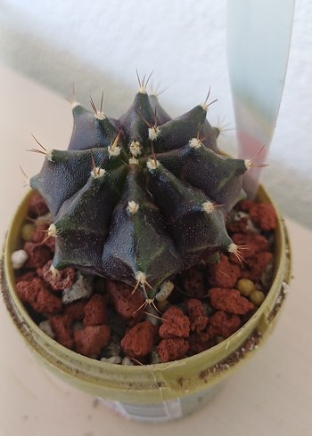 Çiçek Kaktüs gymnocalycium no75