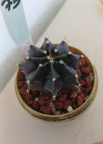  Beden Kaktüs gymnocalycium no75