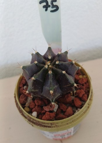 Kaktüs gymnocalycium no75