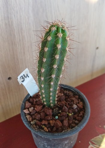 Çiçek Sütun kaktus no34